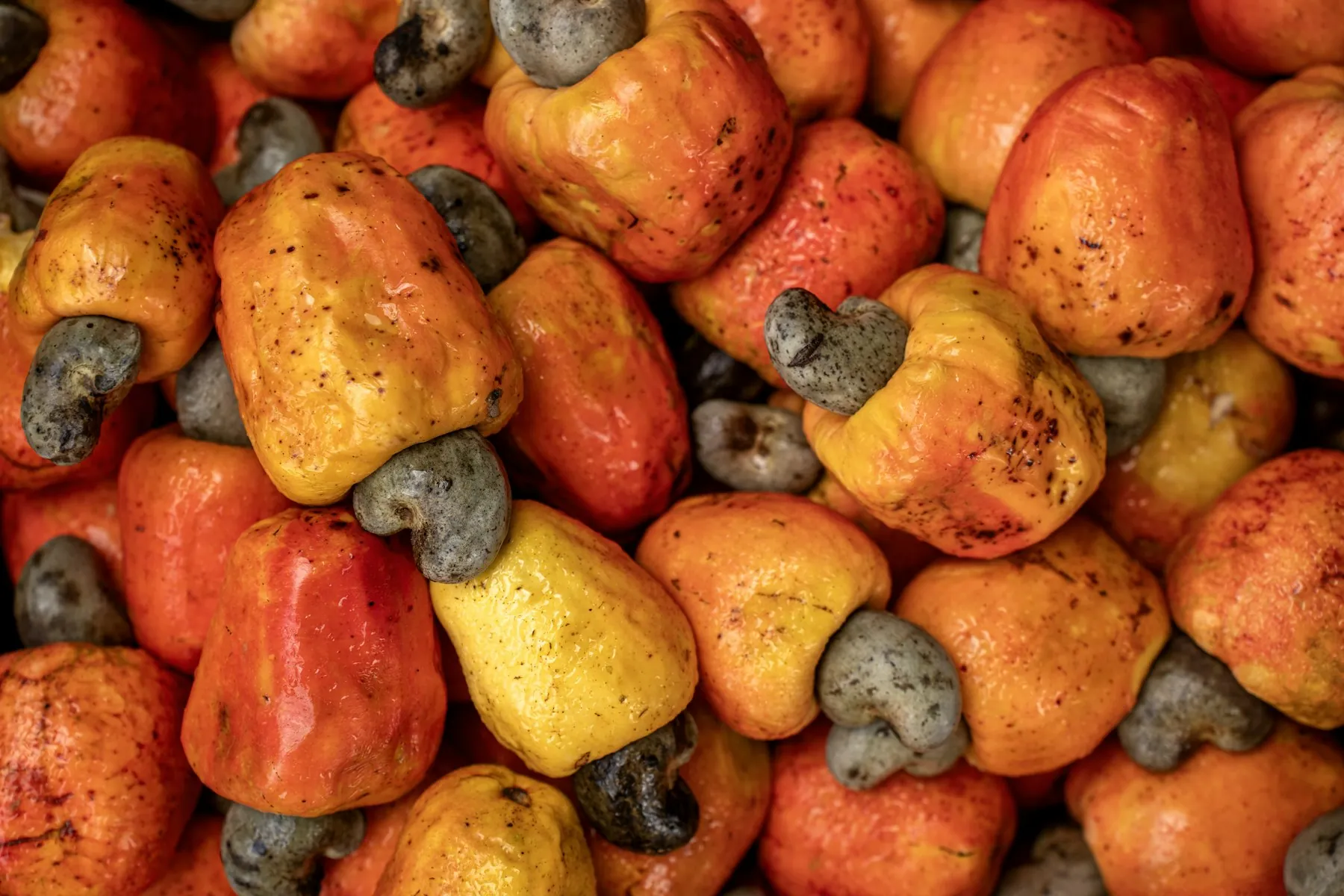 Freshly harvested cashew apples with the raw nuts still attached