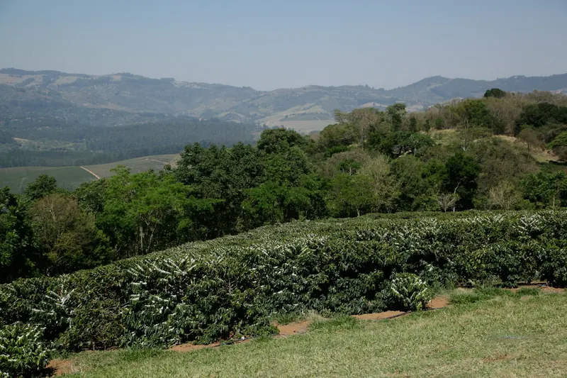 Rows of coffee on a green hillside