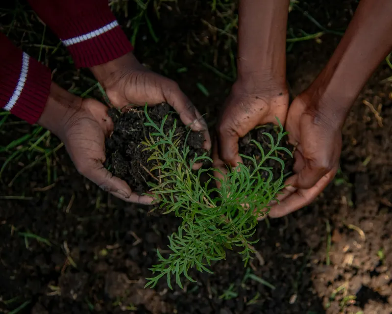 Hands holding soil with a young seedling
