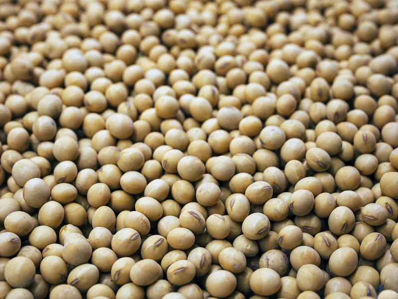 Cleaned and sorted beans