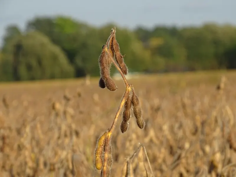 Ready for harvest