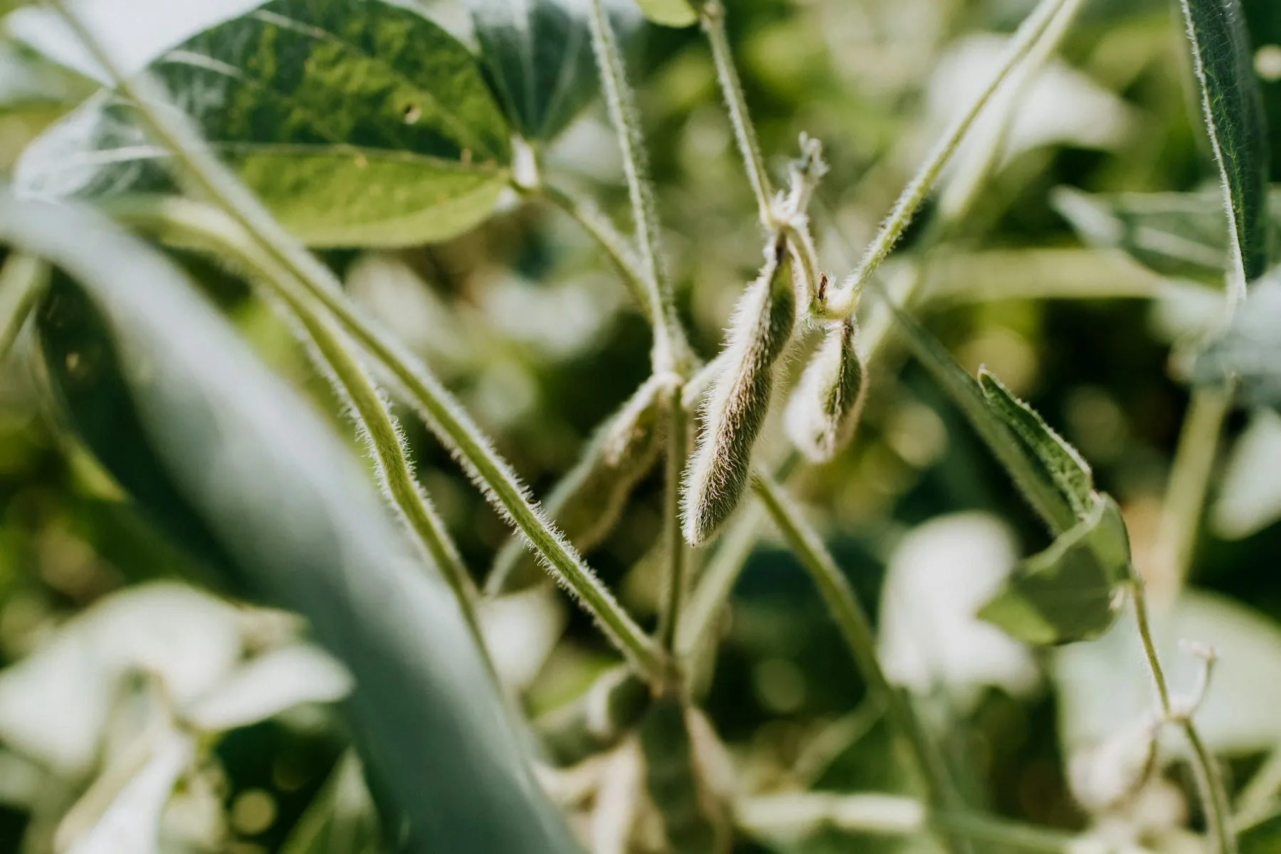 Pods filling on the plant